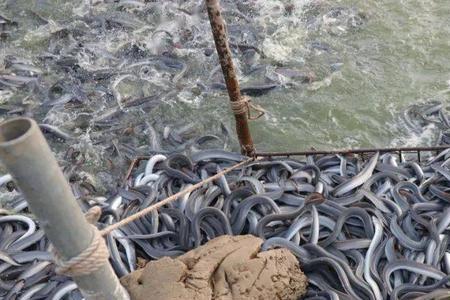 所有的鳗鱼都来自马里亚纳海沟