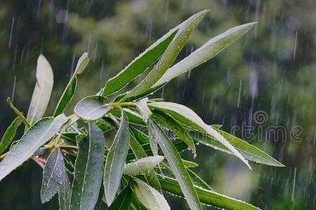 什么植物在下雨之前会发生变化