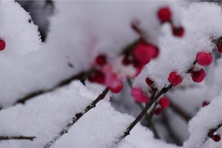 雪压梅枝低什么意思