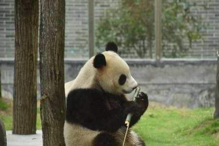 成年大熊猫能靠近吗