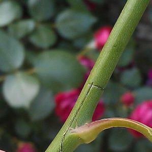 月季嫁接点一定是枮木芽点