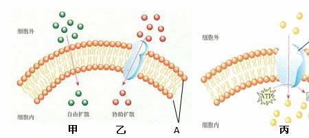 性激素的跨膜运输方式是什么