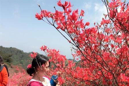 湖北哪种花最有名