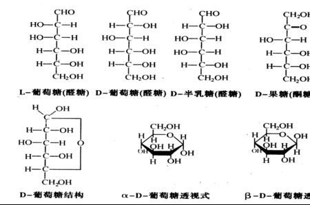 高中生物单糖有哪些