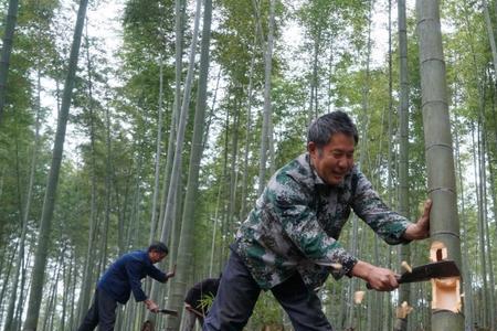 毛竹什么季节砍最好