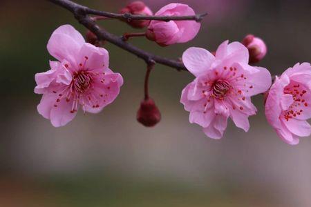 春花似锦是什么意思