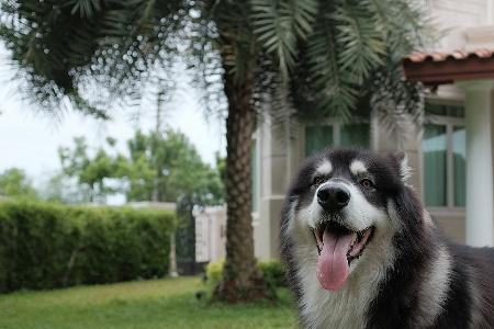 阿拉斯加犬多大的时候最漂亮