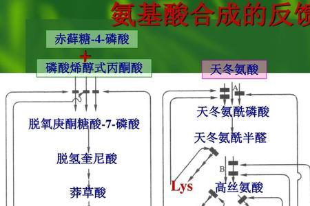 天冬氨酸为什么是极性氨基酸