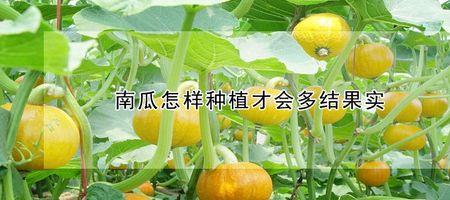 南瓜什么季节种植最好