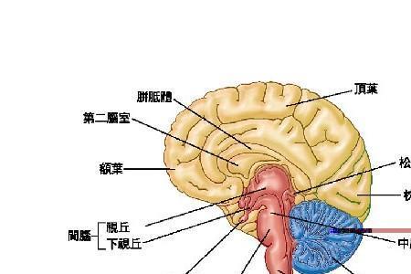 哪个大脑区域负责说话语言