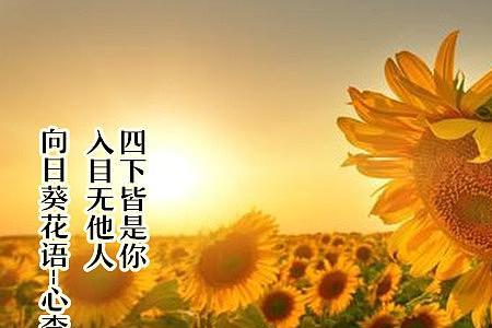 入目无他人四海皆是你什么意思