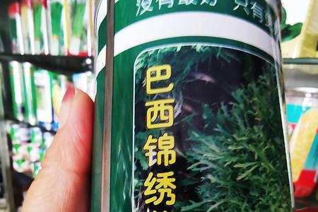 苦菊在北方能过冬吗