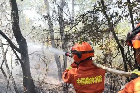 森林消防员怎么报名