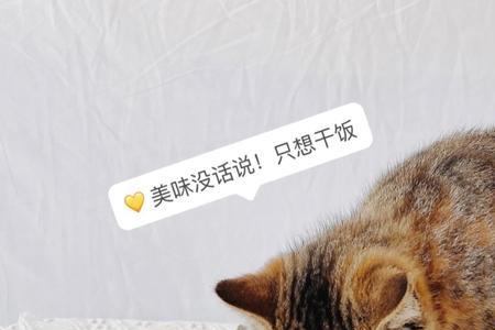 猫粮可以混着喂么