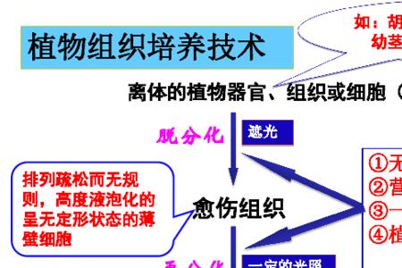 再分化的实质