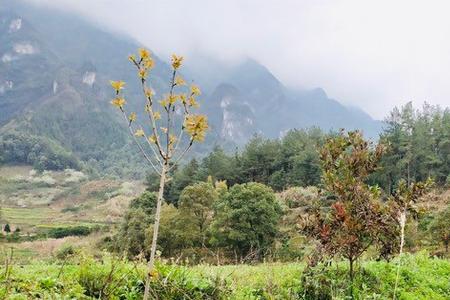 山里面什么意思