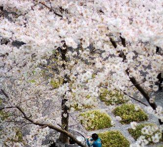 樱花只有日本才有吗