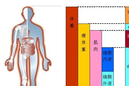 体脂分析的意义