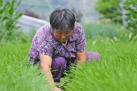 韭菜被水淹几天能死