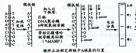 DHA分子量