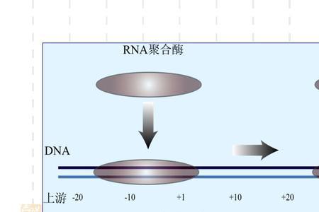 rna的基本单位和结构简式