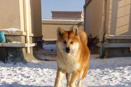 中华田园犬冬季大量掉毛