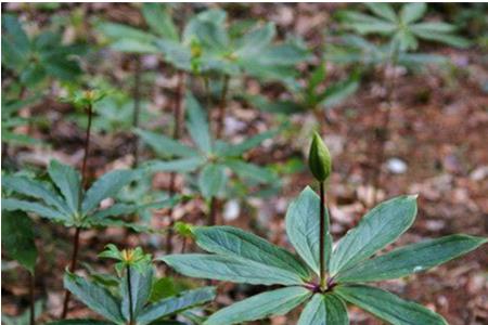 种植七叶一枝花一亩多少斤