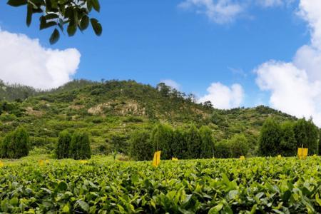 崂山景区下边卖的茶叶正宗吗