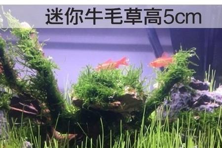 鱼缸水草会越长越多吗