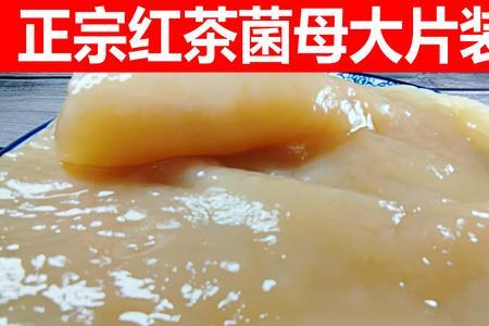 红茶菌菌种怎么制作