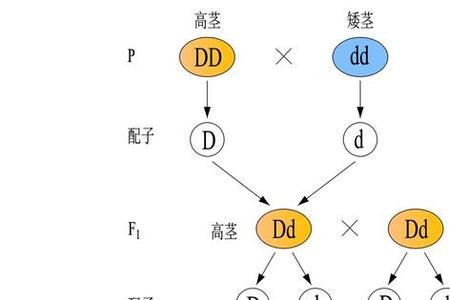 自交怎么判断遗传因子组成