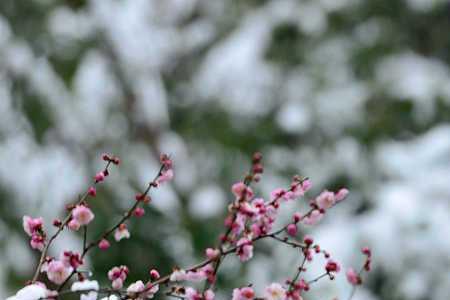 雪舞梅山醉下联