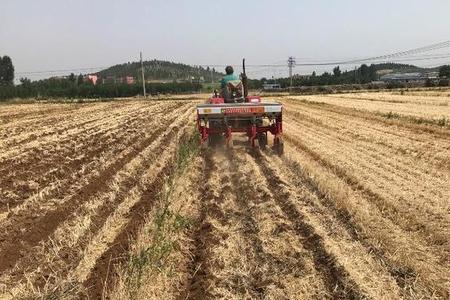 河南省永城小麦播种最佳时间