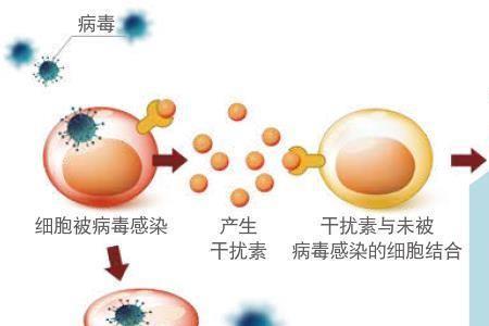 什么是细胞驯化