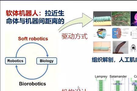 人类未来是生物化还是机械化