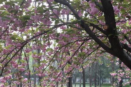 春风就怕雨匆匆什么意思