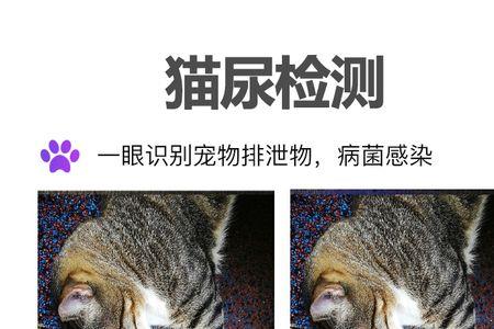 猫咪的尿是什么颜色