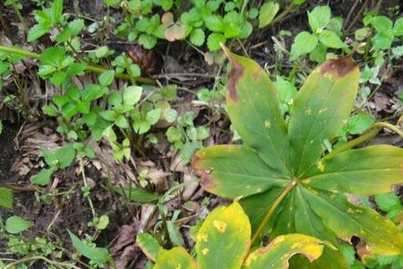 七叶一枝花花根茎怎保存