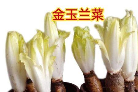 金玉兰菜原产哪里