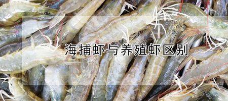 海虾米与养殖虾米区别