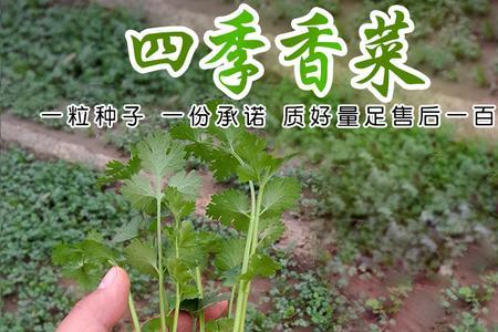 香菜阴历9月份播可以吗