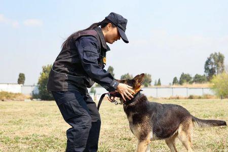 警犬训导员证书怎么考