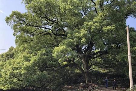 香樟树古代叫什么