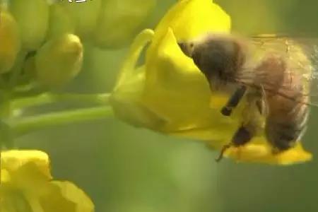 蜜蜂肚皮下沾了花粉说明什么