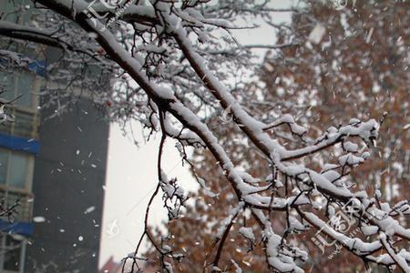 雪压树枝的七绝诗句