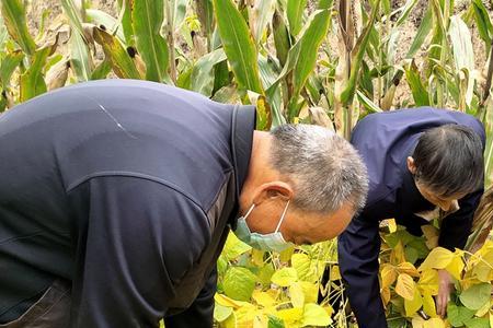 金山豆是什么字