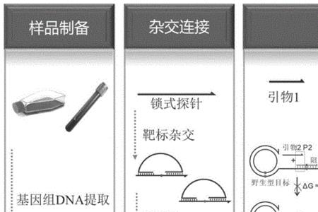 pcr碱基配对原则