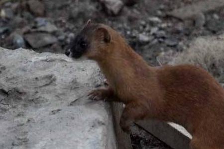 黄鼠狼咬死的鸽子人可以吃吗