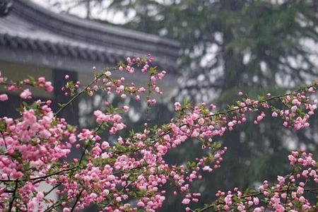 风雨下钟山诗句