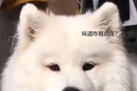 萨摩耶犬可以长期吃米饭吗